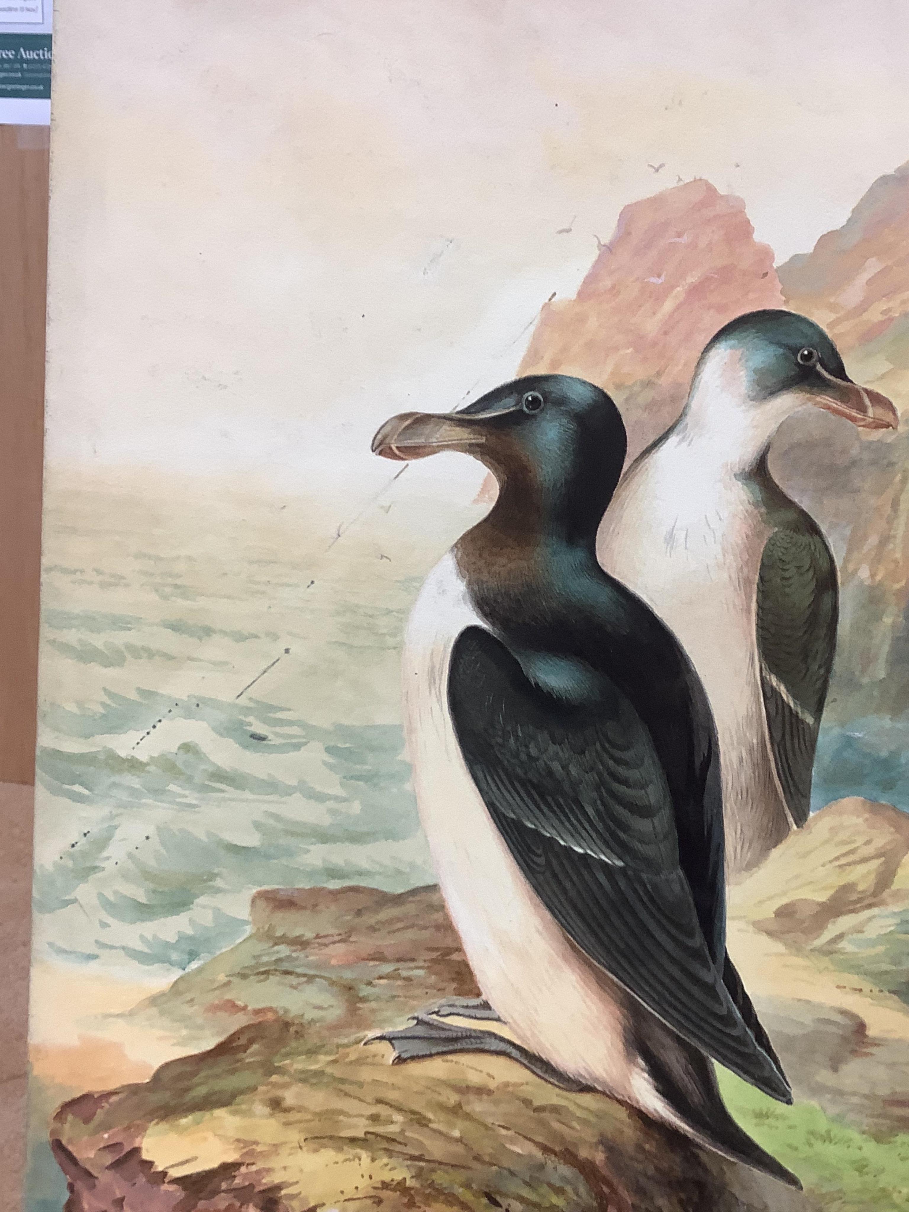 George Rankin (1864-1937), two watercolours on card, ‘Storm petrels’ and ‘Razorbills’, each signed, unframed, 46 x 29cm. Condition - fair to good